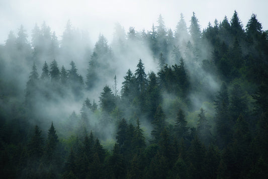 Misty Forest Scene Landscape Mural Wallpaper