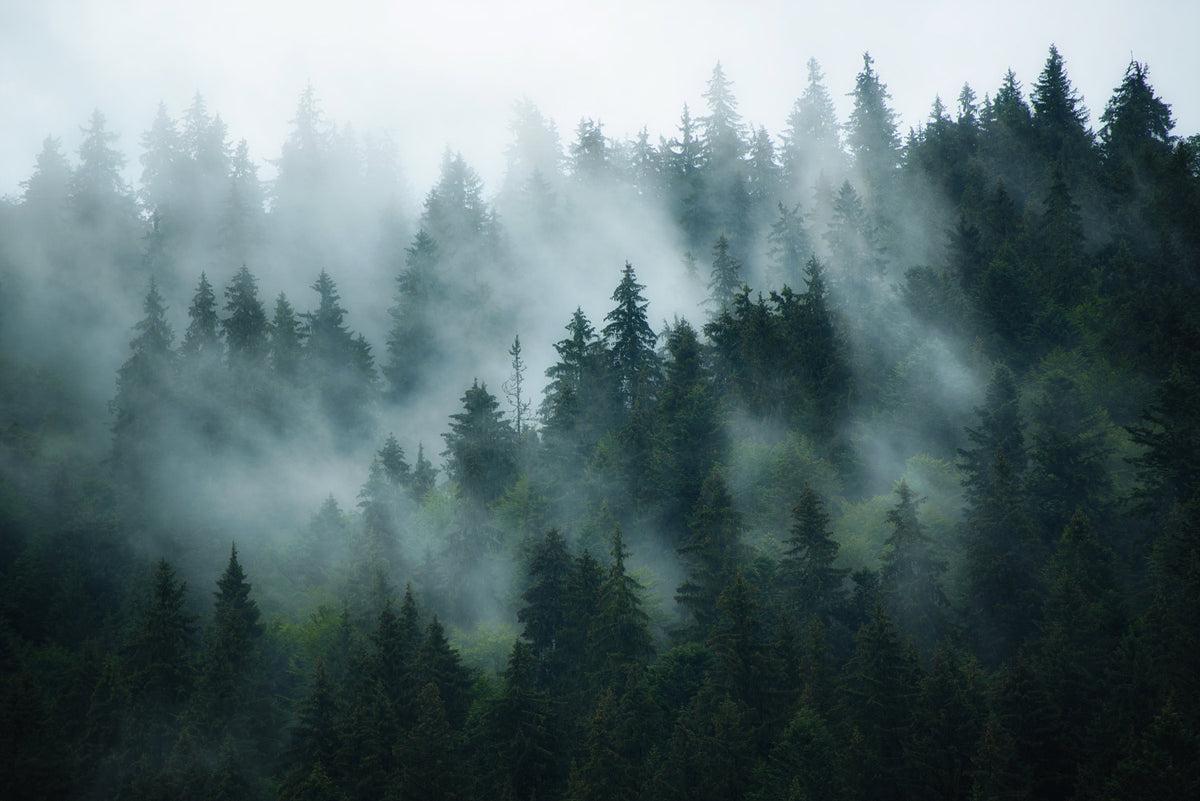 Nebeliger Waldlandschaft Wandtapete