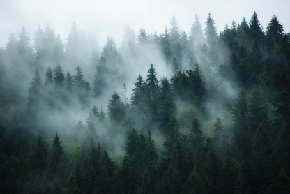 Misty Forest Scene Landscape Mural Wallpaper