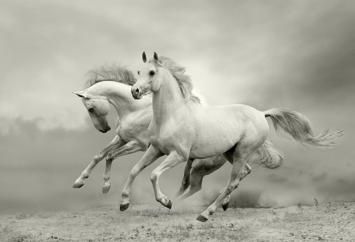 Majestic Horses Black and White Mural Wallpaper
