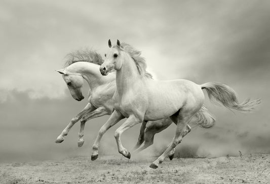 Majestic Horses Black and White Mural Wallpaper