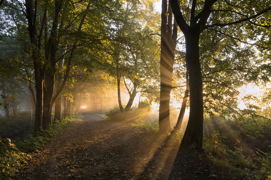 sunshine through forest customized wallpaper landscape view