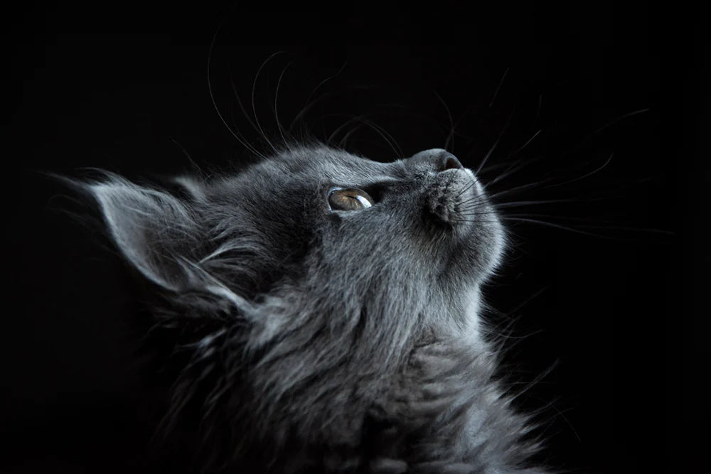 Majestic Black Cat Whiskers Mural Wallpaper