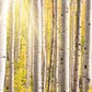 Home wall mural wallpaper of a birch woodland bathed in sunlight