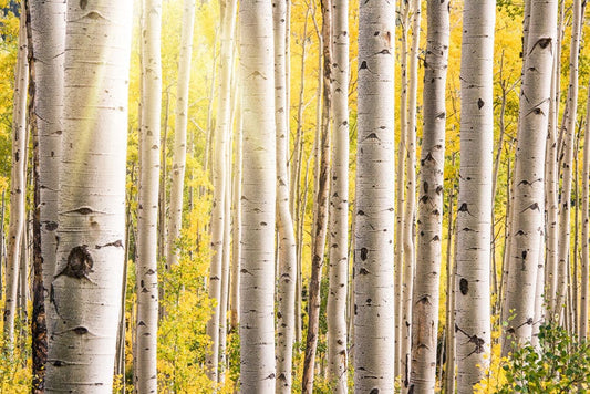 Home wall mural wallpaper of a birch woodland bathed in sunlight