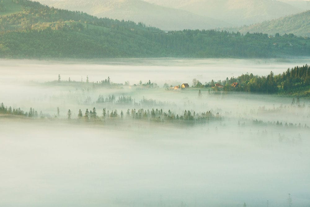 Wall mural of a green, misty forest for home interior design