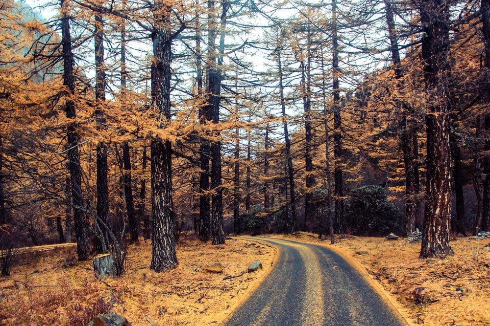 Autumn Forest Road Scenic Wallpaper Mural