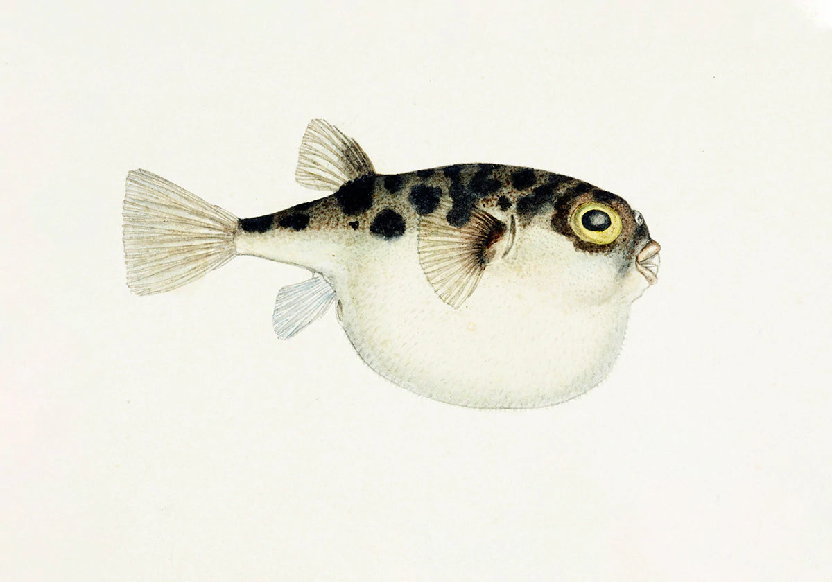 Fat Belly Fish Pattern Animal Wall Mural