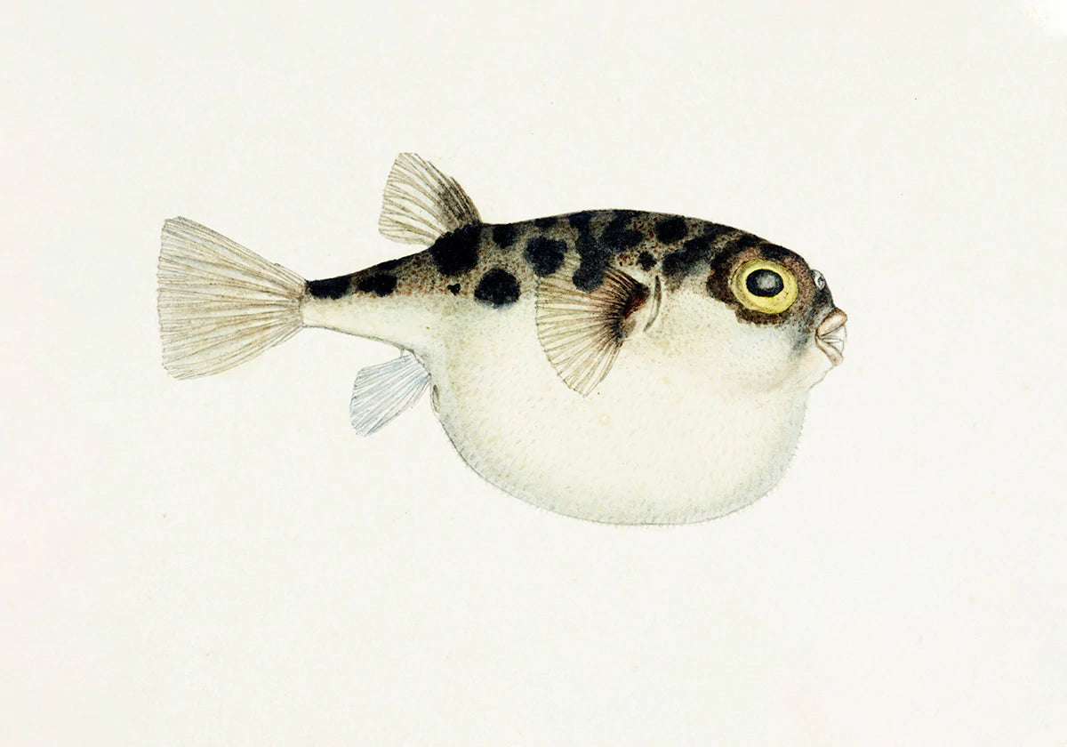 Illustrazione di Pesci Acquatici Carta da Parati Neutra