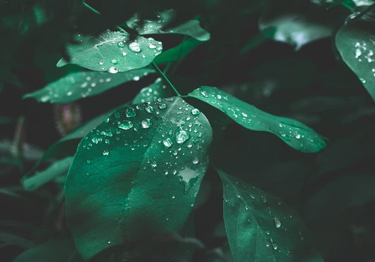 Raindrops Leaf Green Wall Mural Home Decor