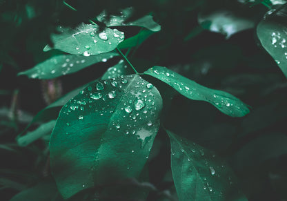 Raindrops Leaf Green Wall Mural Home Decor