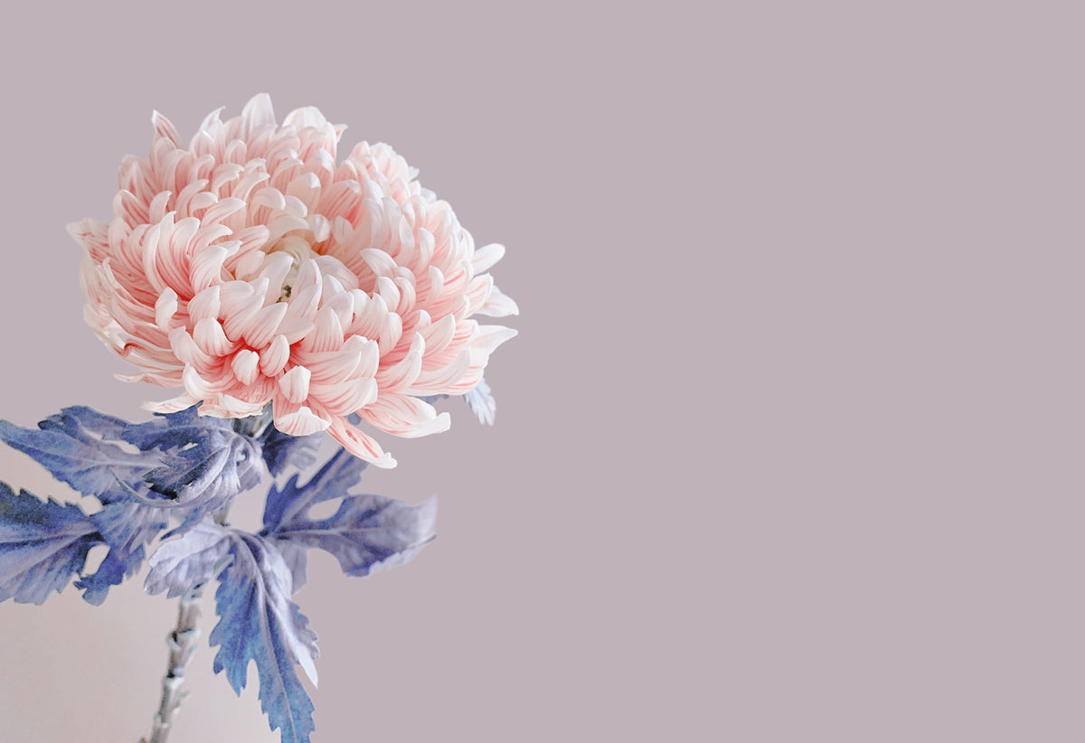 Pink Chrysanthemum Flower Pattern Aesthetic Idea