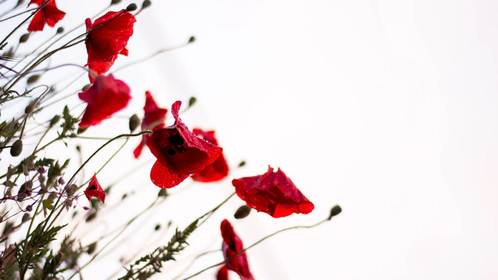 Vibrant Red Floral Mural Wallpaper