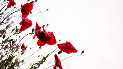 Red Flowers Pattern Wall Mural Art Design