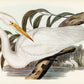 Australian Egret Animal Walpaper Mural Home Decor