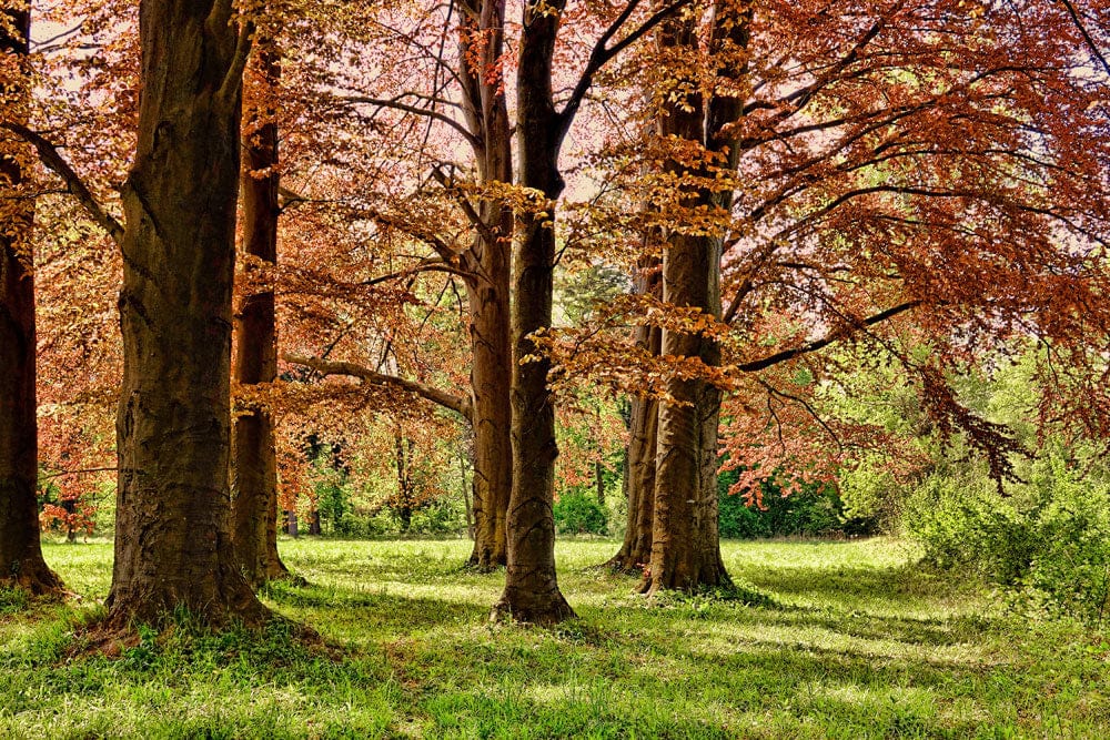 Autumn Forest Scenic Landscape Mural Wallpaper