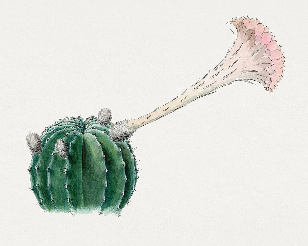 Easter Lily Cactus Plants Mural Art Design