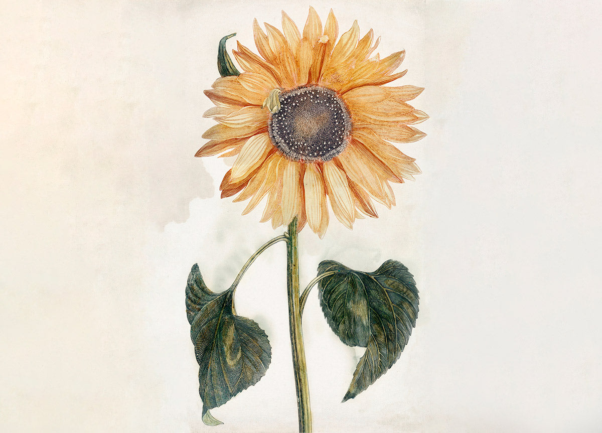 Fresh Sunflower Floral Wallpaper Mural