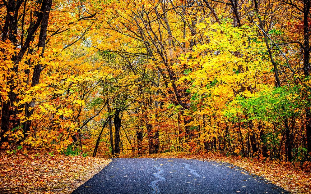 Autumn Forest Scenery Landscape Mural Wallpaper