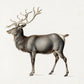 European Elk Customized Animal Wallpaper Design