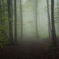lost in forest jungle fog customized wallpaper