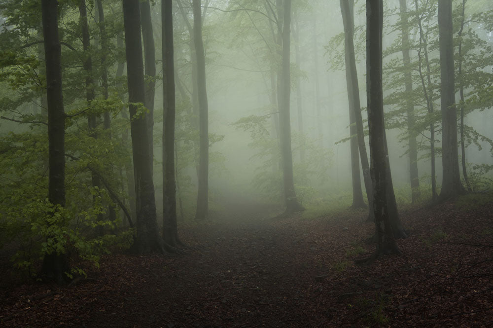 lost in forest jungle fog customized wallpaper