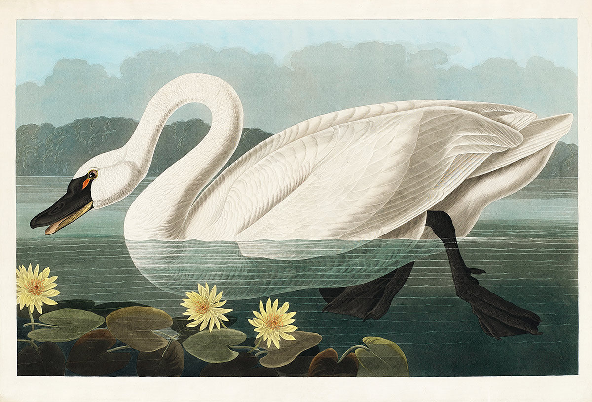 Plain Wallpaper Depiction of an American Swan