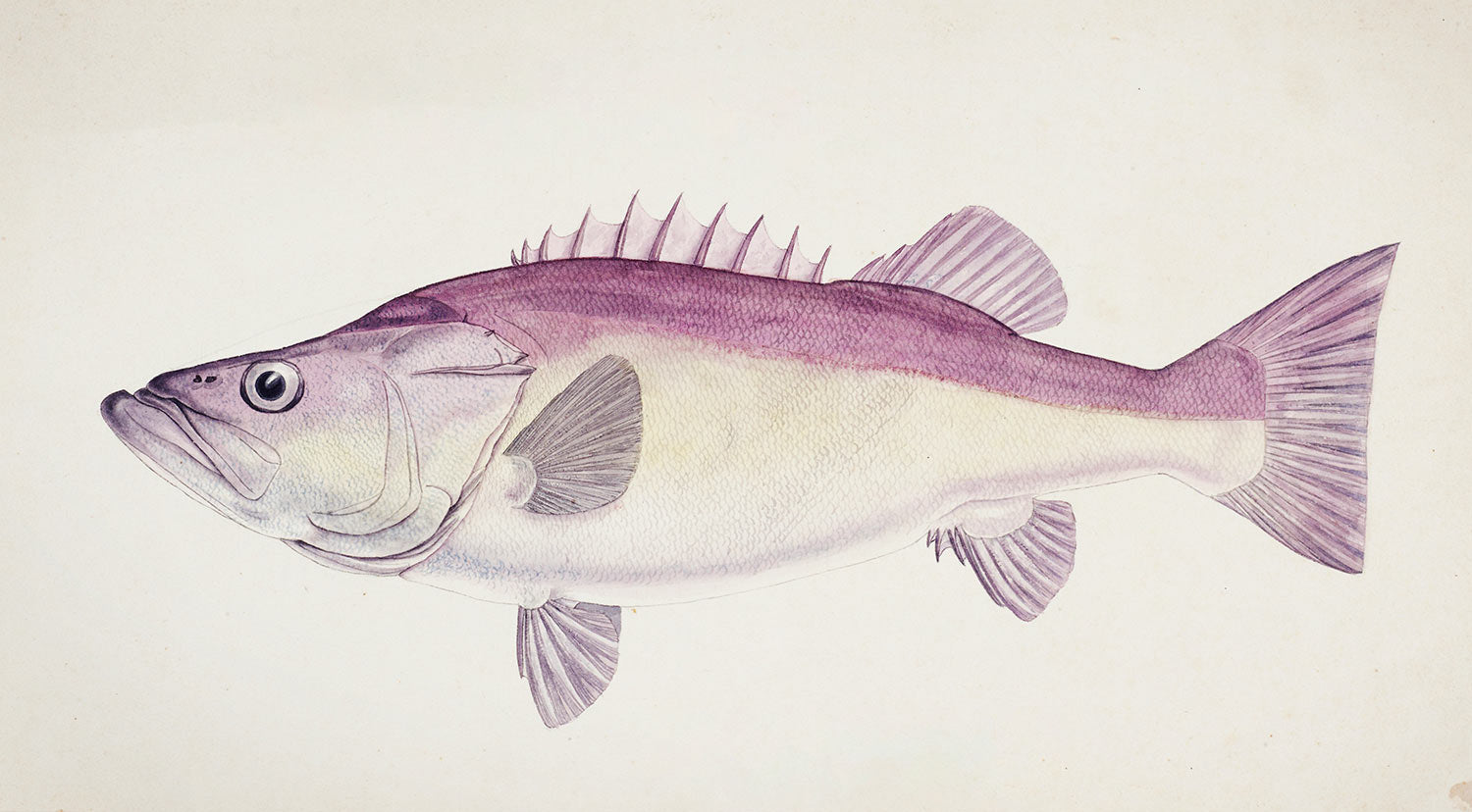 Groper Custom Fish Pattern Wallpaper
