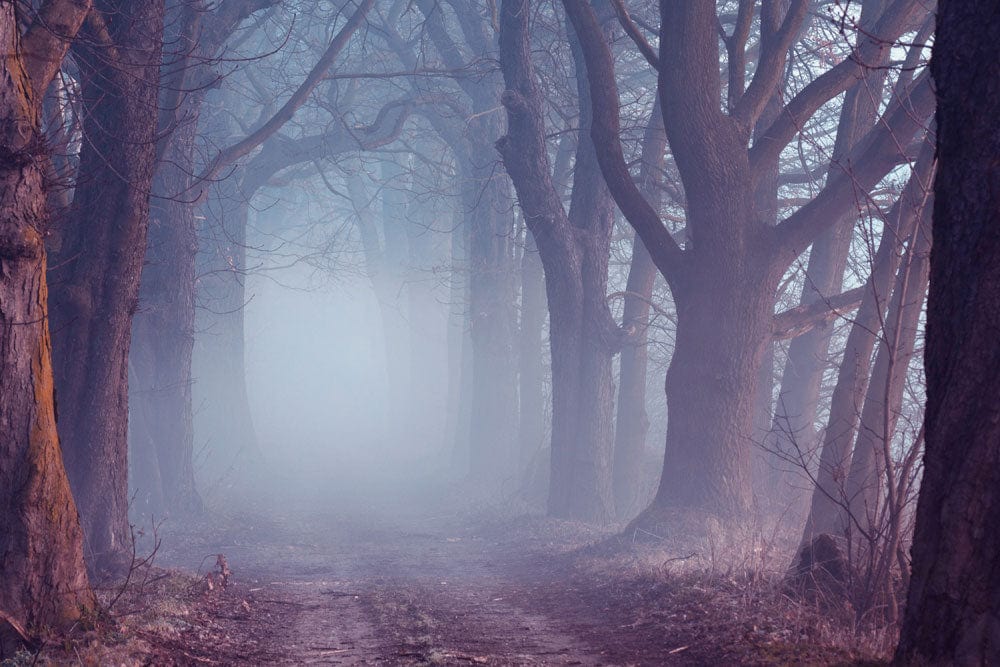 Mystic Forest Trail Mural Wallpaper