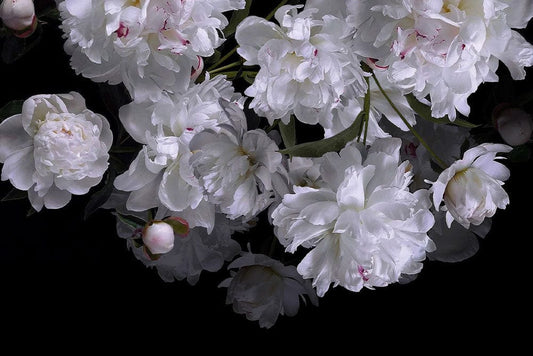 Elegant White Floral Blossom Mural Wallpaper