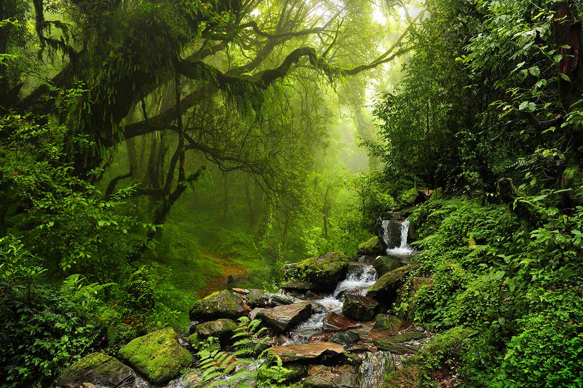 Cascata nella Foresta Emraldo Mura di Natura