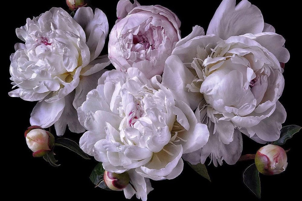 Elegant Large Peony Floral Mural Wallpaper