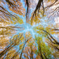 forest sky wallpaper mural home interior decor