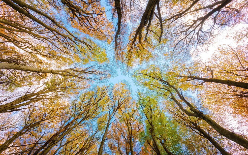 Autumn Forest Canopy Mural Wallpaper