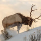 Unique Bull Elk on Snow Animal Design Art