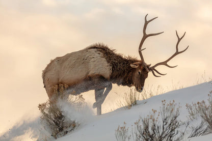 Unique Bull Elk on Snow Animal Design Art