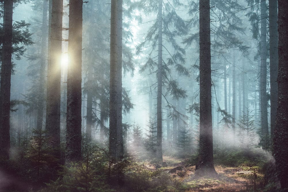 Interior misty woodland mural wallpaper