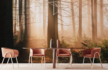 Serene Forest Sunrise Nature Mural Wallpaper