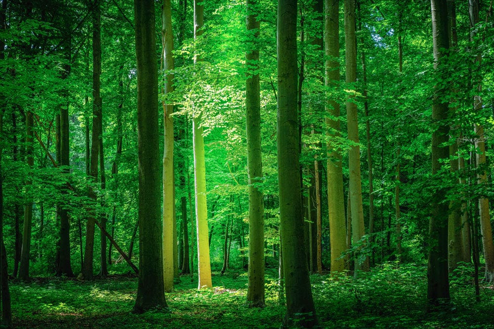 Home Decoration Featuring a Wallpaper Mural of a Beam in an Emerald Forest