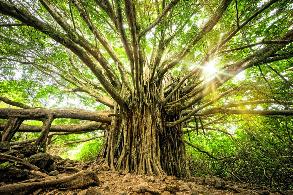 Large Wallpaper Mural of an Ancient Tree Suitable for Home Decoration