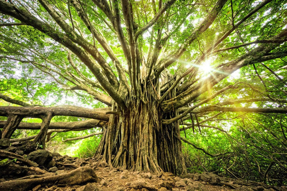 Enchanting Forest Banyan Tree Mural Wallpaper