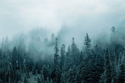 Wallpaper mural featuring a tranquil misty forest, perfect for decorating your home.