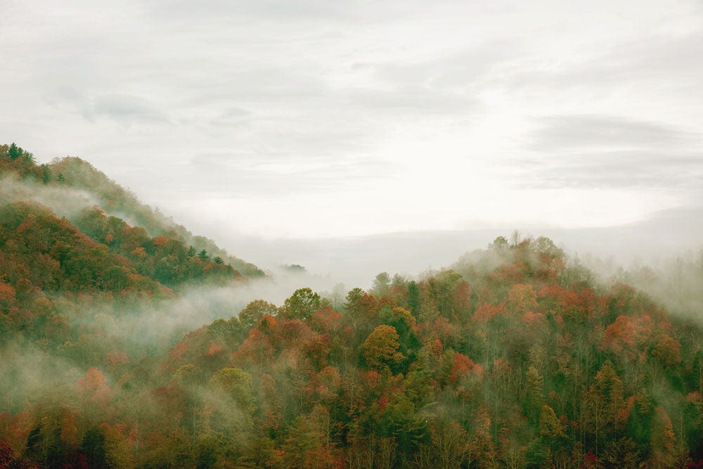 Wallpaper mural with a misty green forest, perfect for decorating your home.