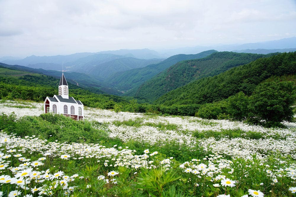 Wallpaper mural featuring a daisy field and a mountain for use in home decor