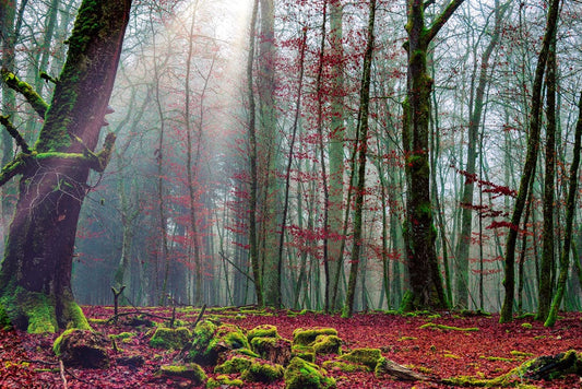 Home Decoration Featuring an Early Autumn Forest Wallpaper Mural