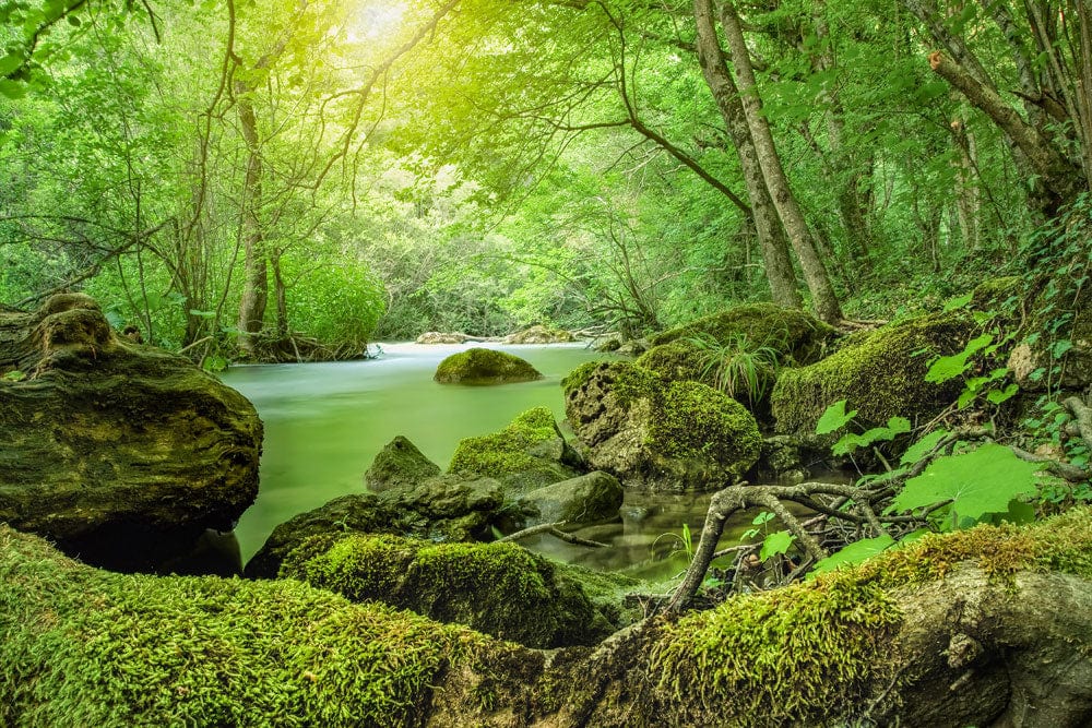 Tranquil Forest Stream Nature Mural Wallpaper