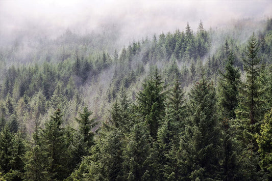 Wallpaper mural for home decoration featuring a fading mist forest scene.