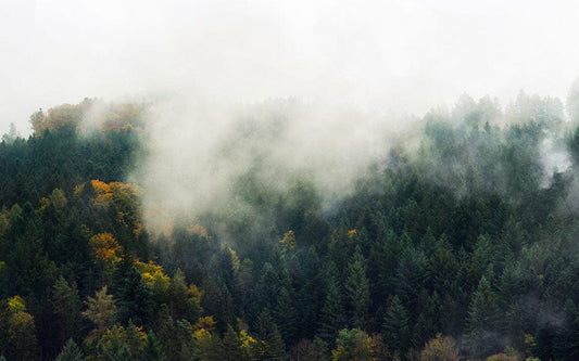 Wallpaper mural featuring a mist-covered forest for use in interior design.