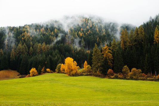 Papier Peint Panoramique Forêt d'Automne Brumeux