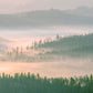 A misty view of the forest on a wall mural for interior design